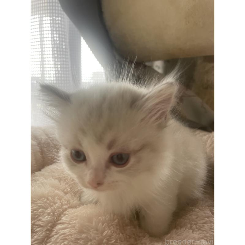 販売中の群馬県のマンチカン(短足)-140362の7枚目