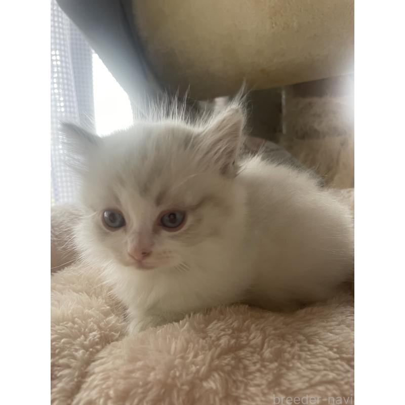 販売中の群馬県のマンチカン(短足)-140362の6枚目