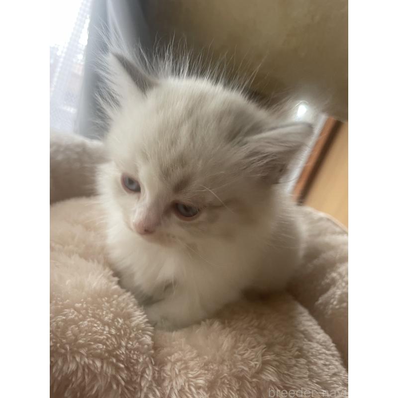 販売中の群馬県のマンチカン(短足)-140362の5枚目