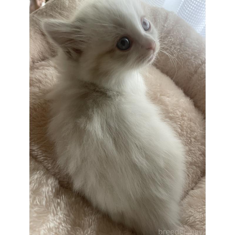 販売中の群馬県のマンチカン(短足)-140362の4枚目