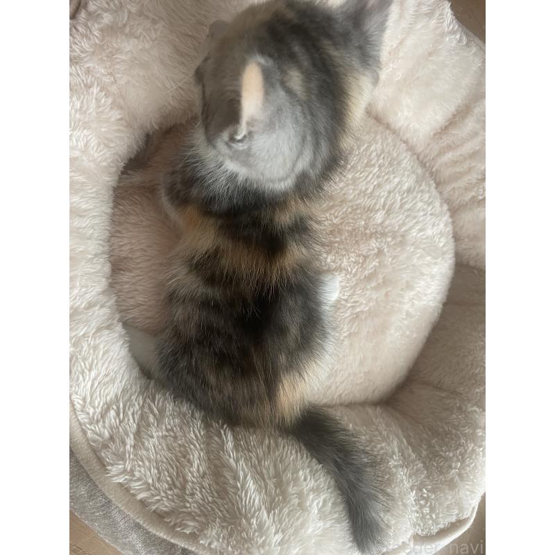 販売中の群馬県のマンチカン(短足)-140363の8枚目