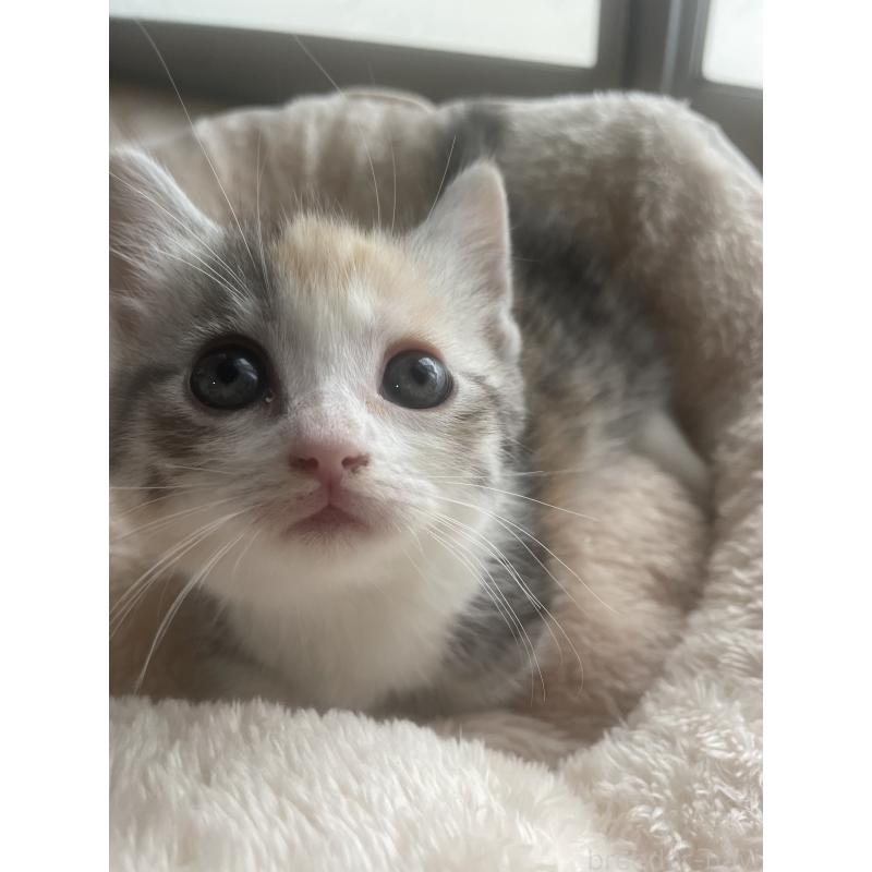 販売中の群馬県のマンチカン(短足)-140363の6枚目