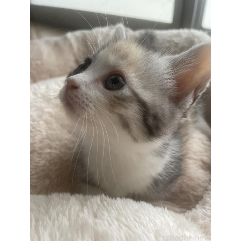 販売中の群馬県のマンチカン(短足)-140363の5枚目