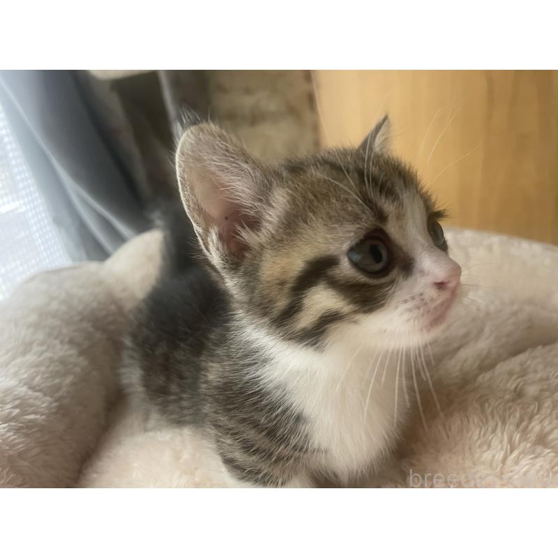 販売中の群馬県のマンチカン(短足)-140364の8枚目