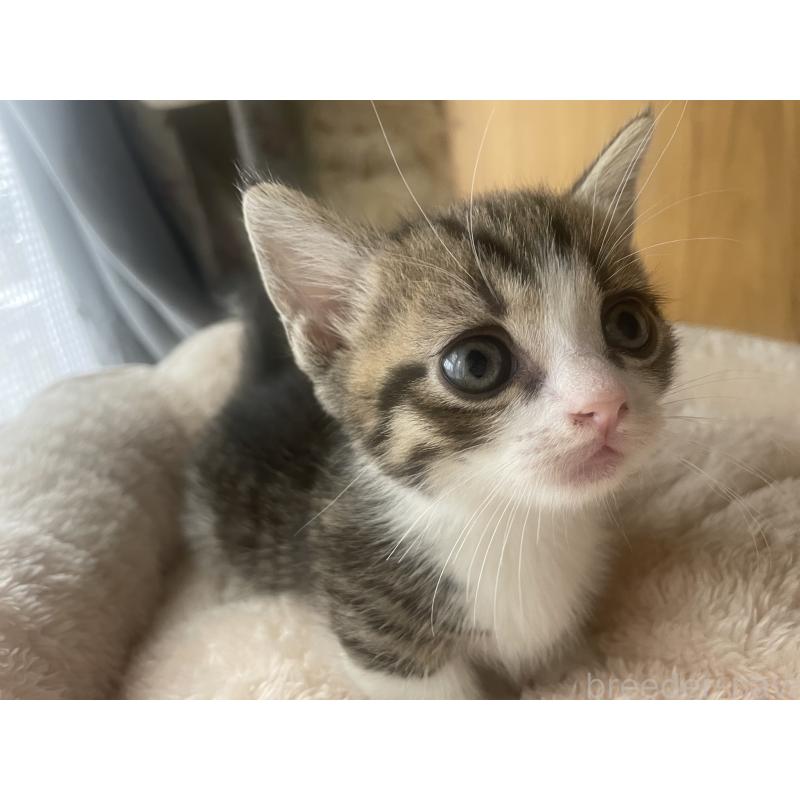 販売中ののマンチカン(短足)-140364