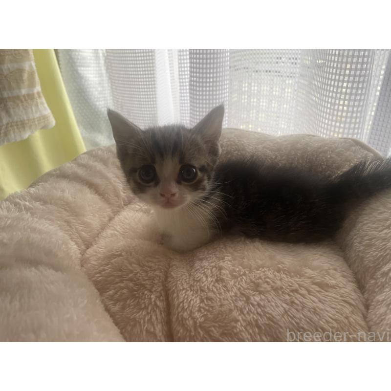 販売中の群馬県のマンチカン(短足)-140364の7枚目