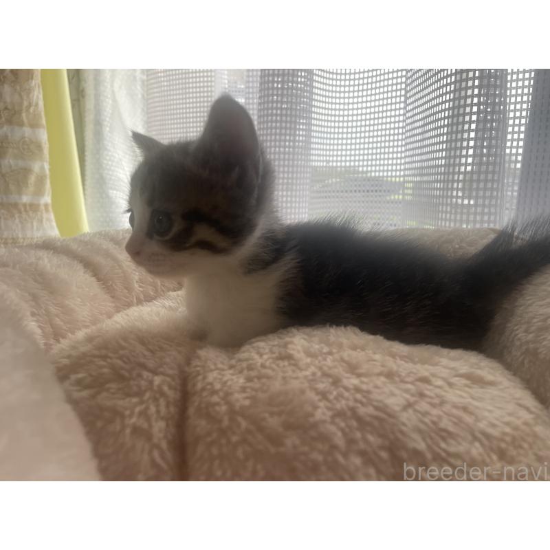 販売中の群馬県のマンチカン(短足)-140364の6枚目