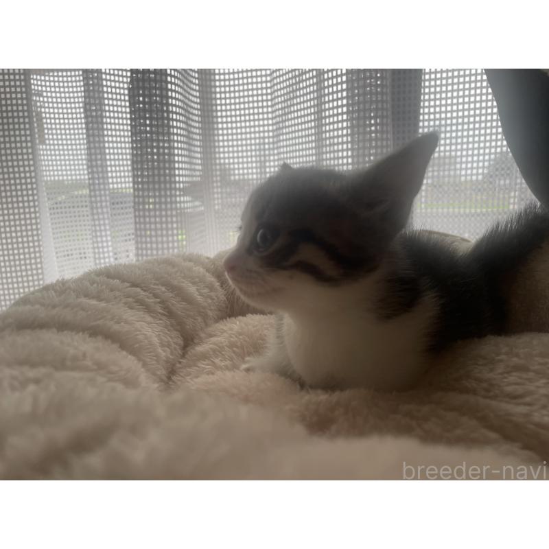 販売中の群馬県のマンチカン(短足)-140364の4枚目