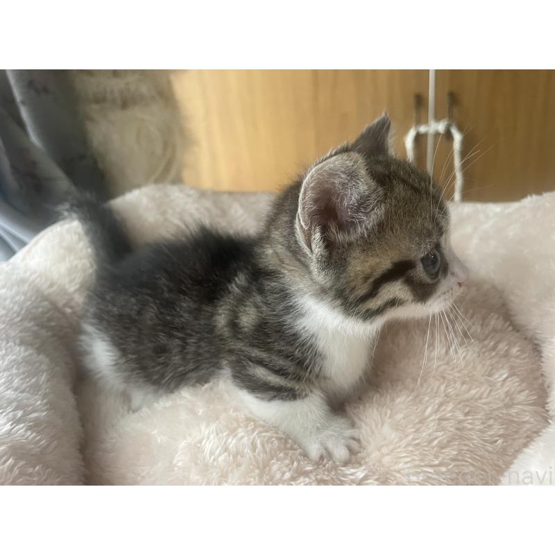 販売中の群馬県のマンチカン(短足)-140364の3枚目