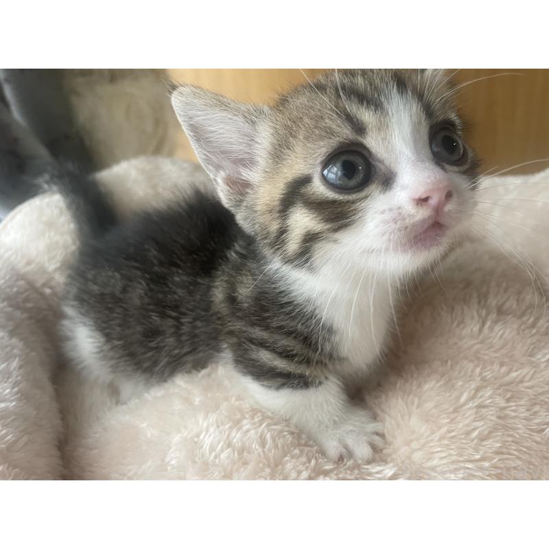 販売中の群馬県のマンチカン(短足)-140364の2枚目