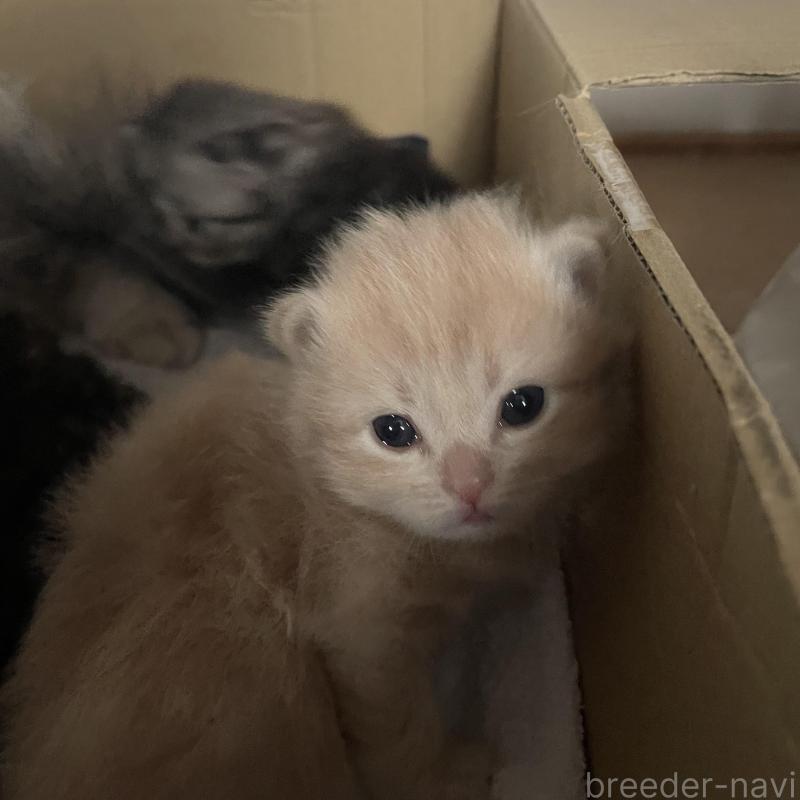 販売中の佐賀県のミヌエット-140366の2枚目