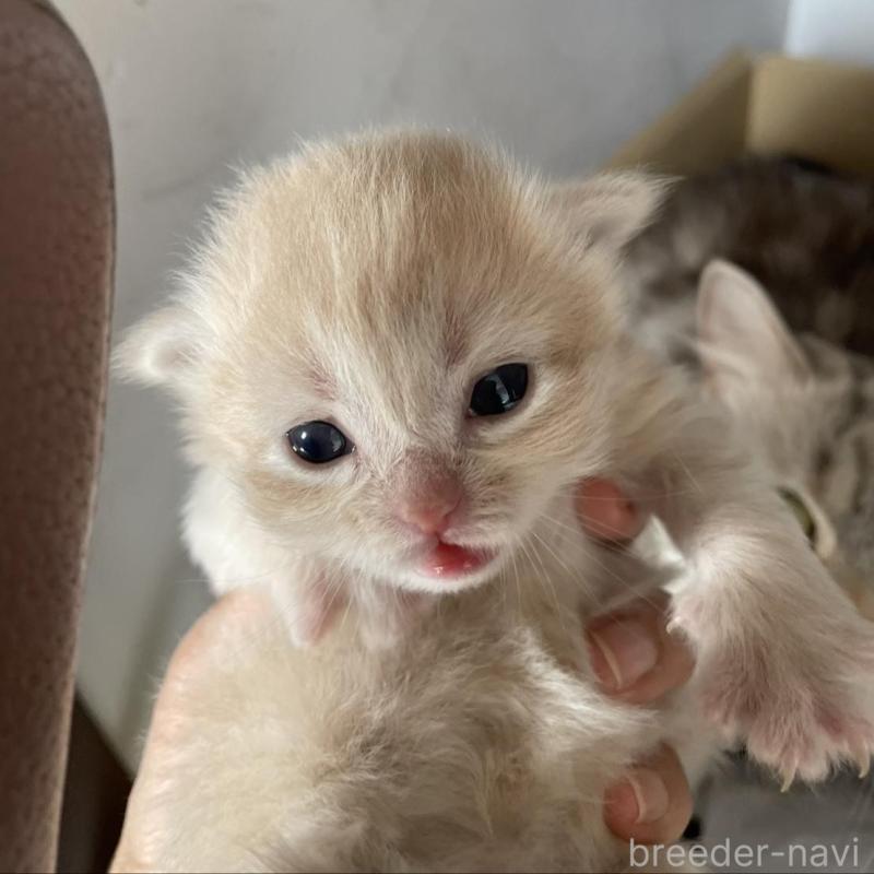 販売中の佐賀県のマンチカン-140366