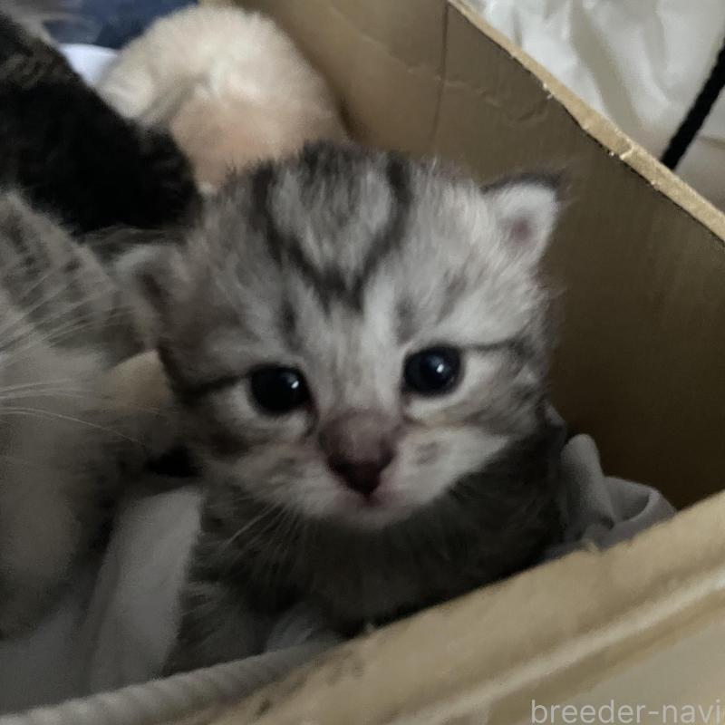 販売中の佐賀県のマンチカン-140367