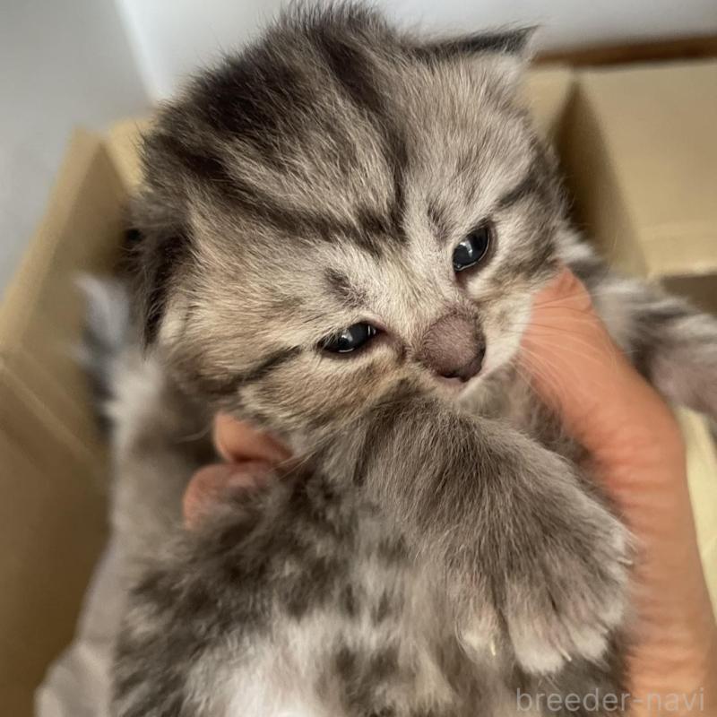 販売中の佐賀県のミヌエット-140367の2枚目