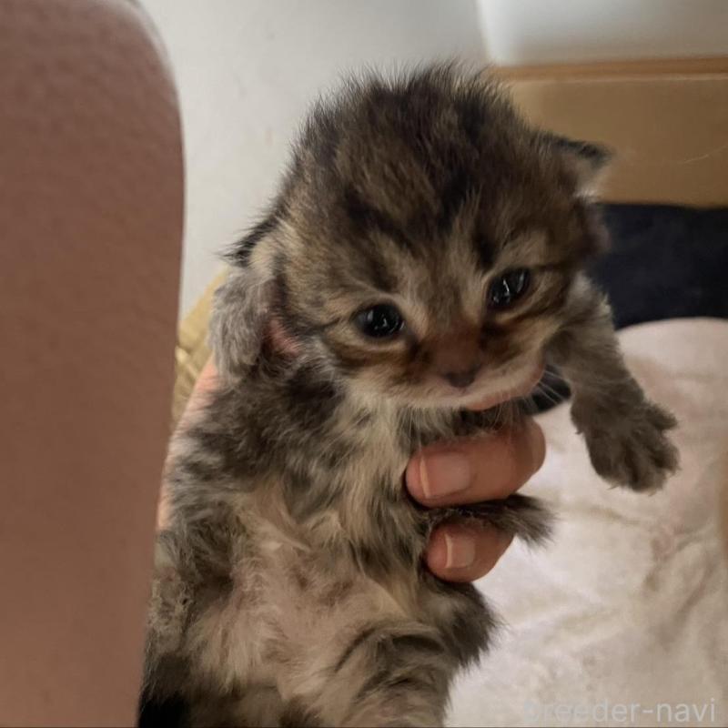 販売中の佐賀県のマンチカン-140368