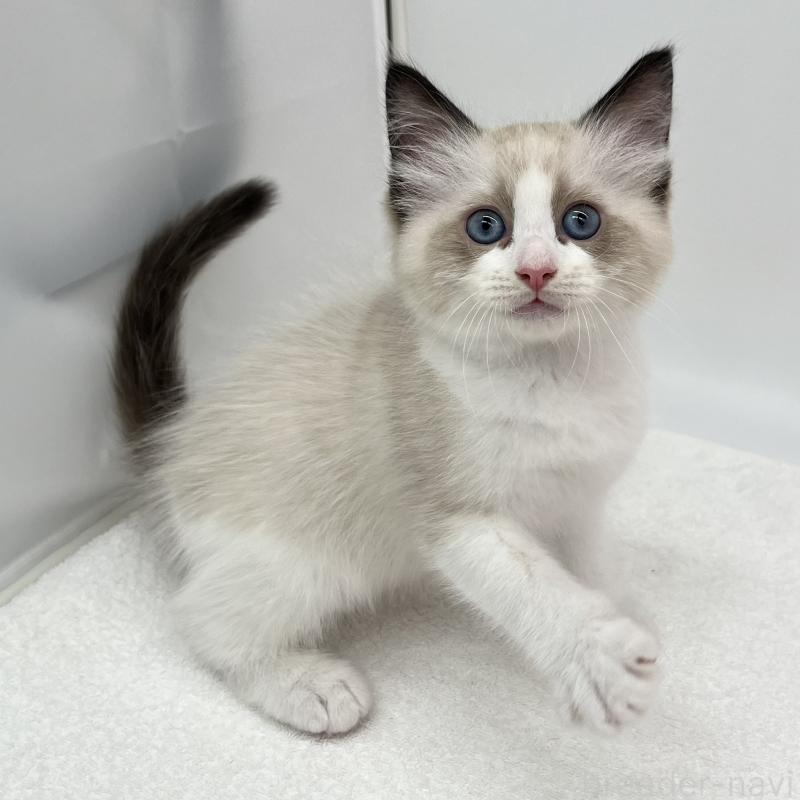 販売中の愛知県のラグドール-140370の1枚目