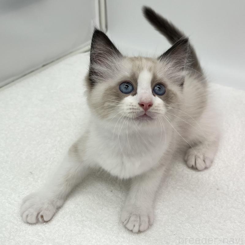 販売中の愛知県のラグドール-140370の5枚目