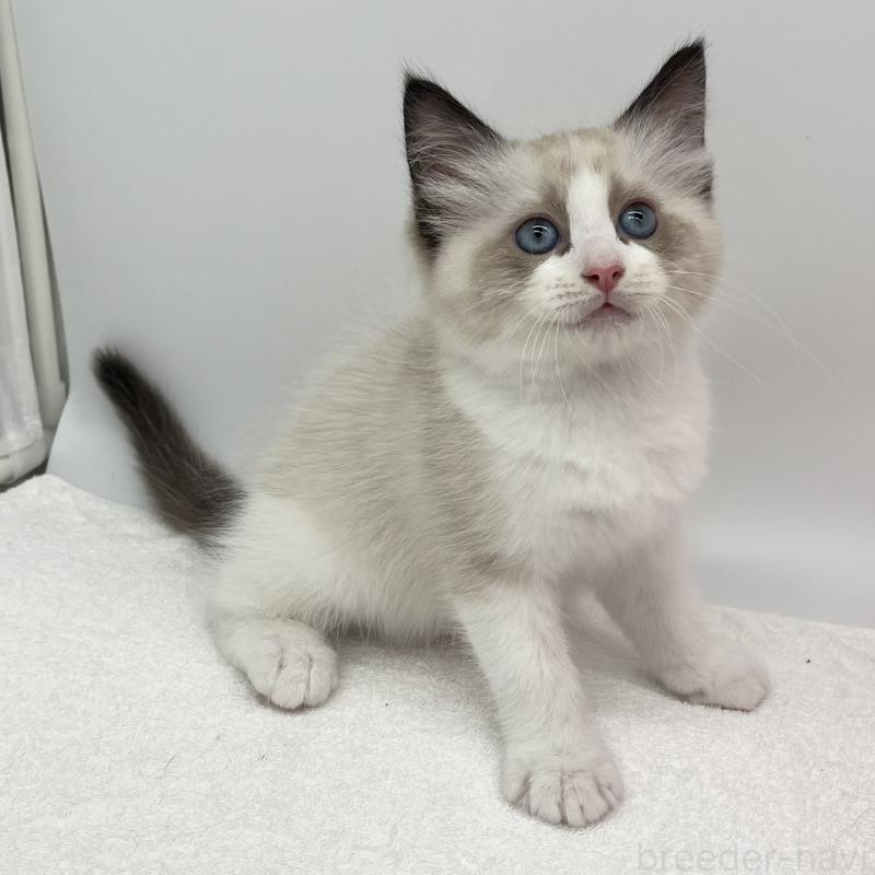 販売中の愛知県のラグドール-140370の4枚目