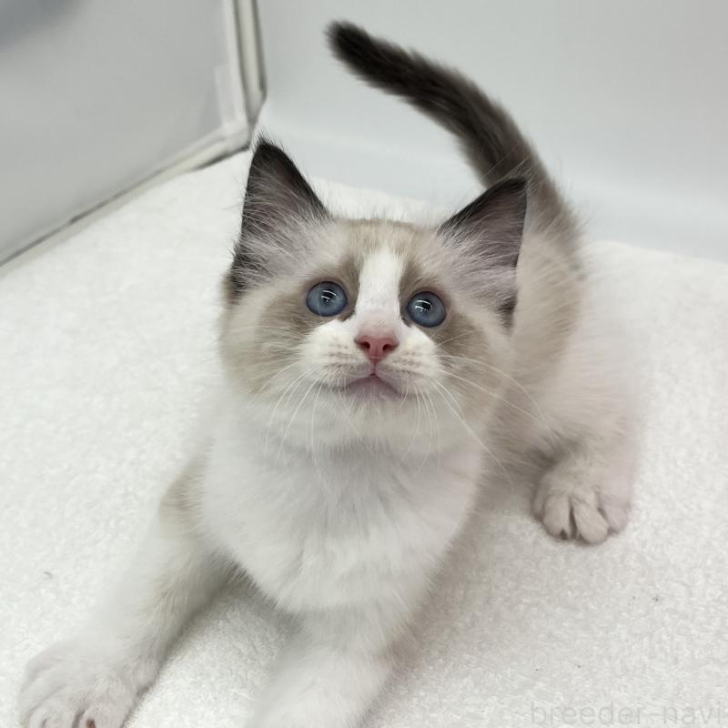 販売中の愛知県のラグドール-140370の3枚目