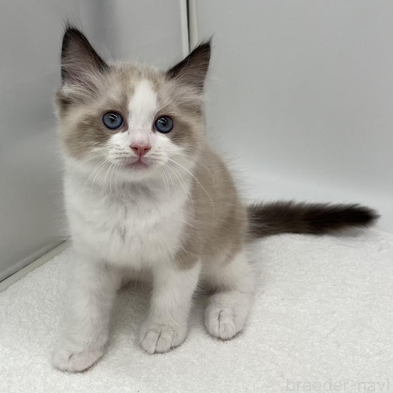 販売中の愛知県のラグドール-140371の5枚目