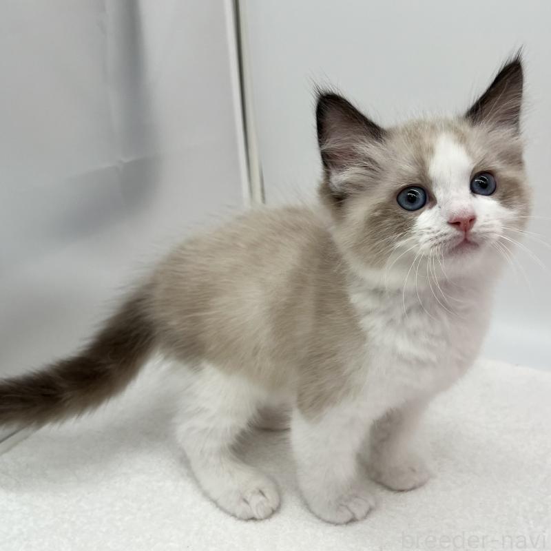 販売中の愛知県のラグドール-140371の4枚目