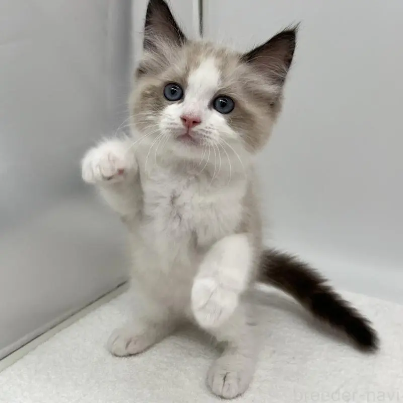 販売中の愛知県のラグドール-140371