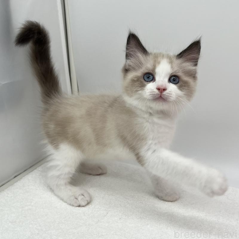 販売中の愛知県のラグドール-140371の3枚目