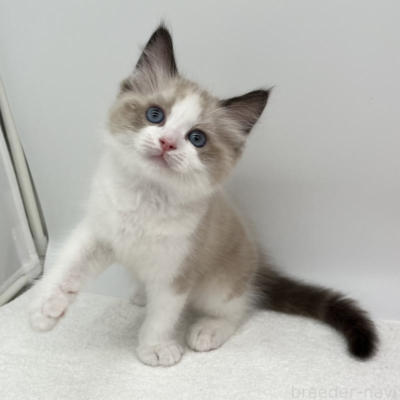 販売中の愛知県のラグドール-140371の2枚目