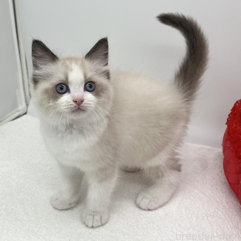 販売中の愛知県のラグドール-140372の5枚目