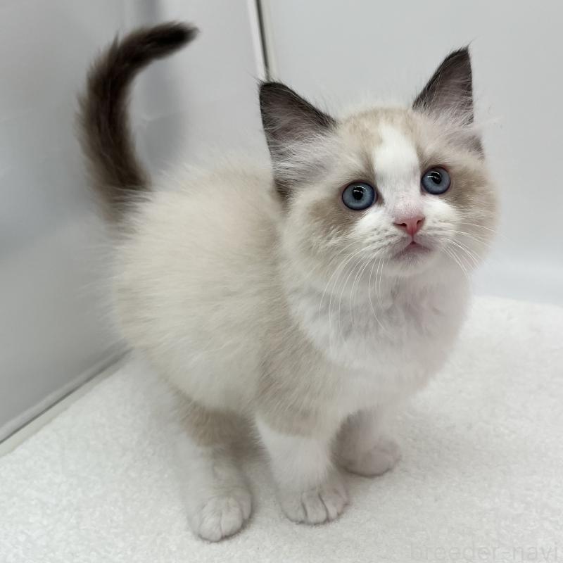 販売中の愛知県のラグドール-140372の4枚目