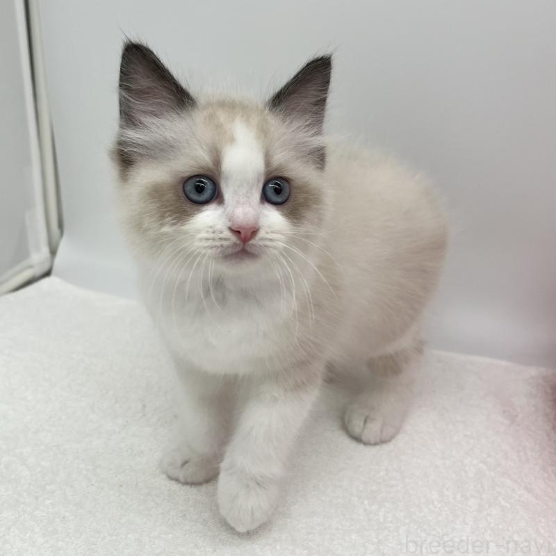 販売中の愛知県のラグドール-140372の3枚目