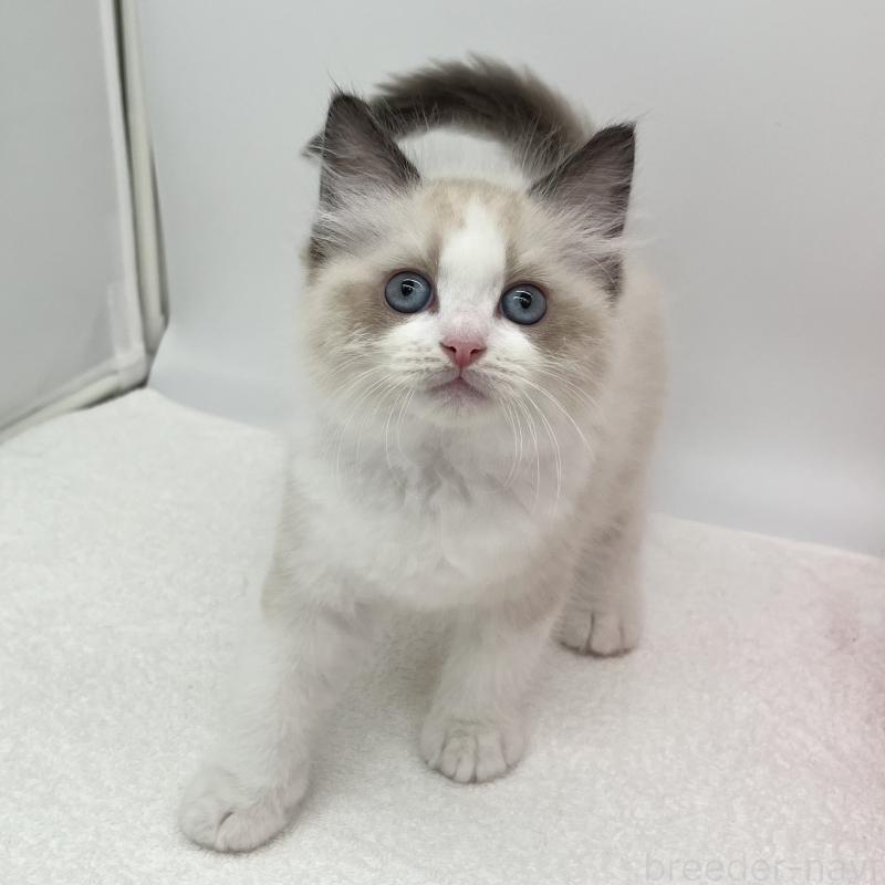 販売中の愛知県のラグドール-140372の2枚目