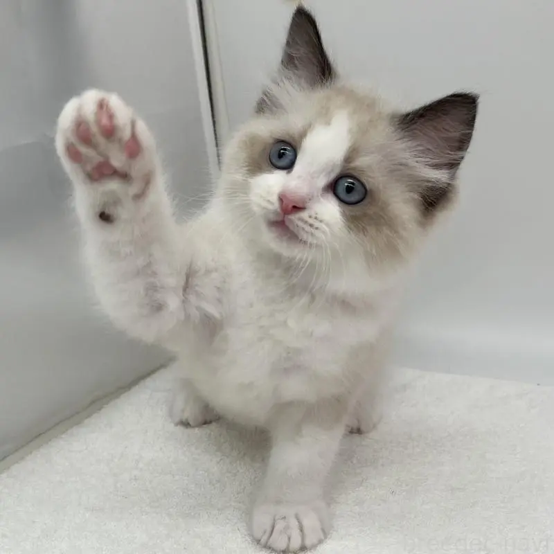 販売中の愛知県のラグドール-140372