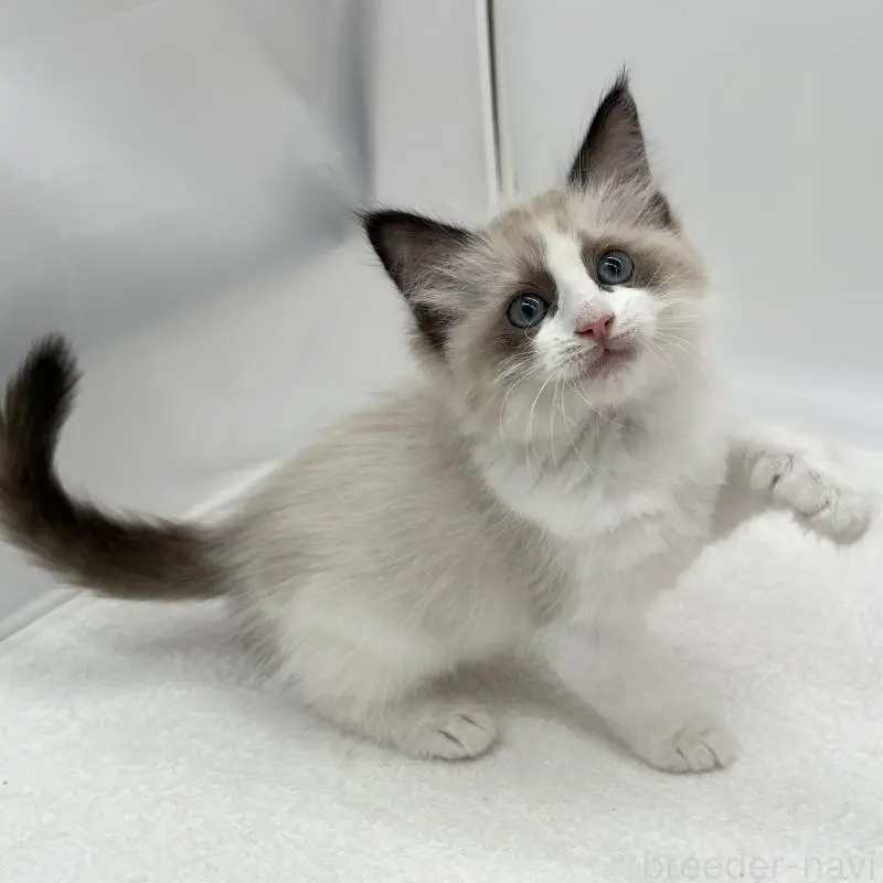 販売中の愛知県のラグドール-140373