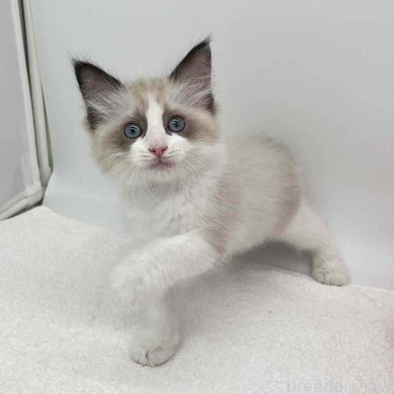 販売中の愛知県のラグドール-140373の5枚目