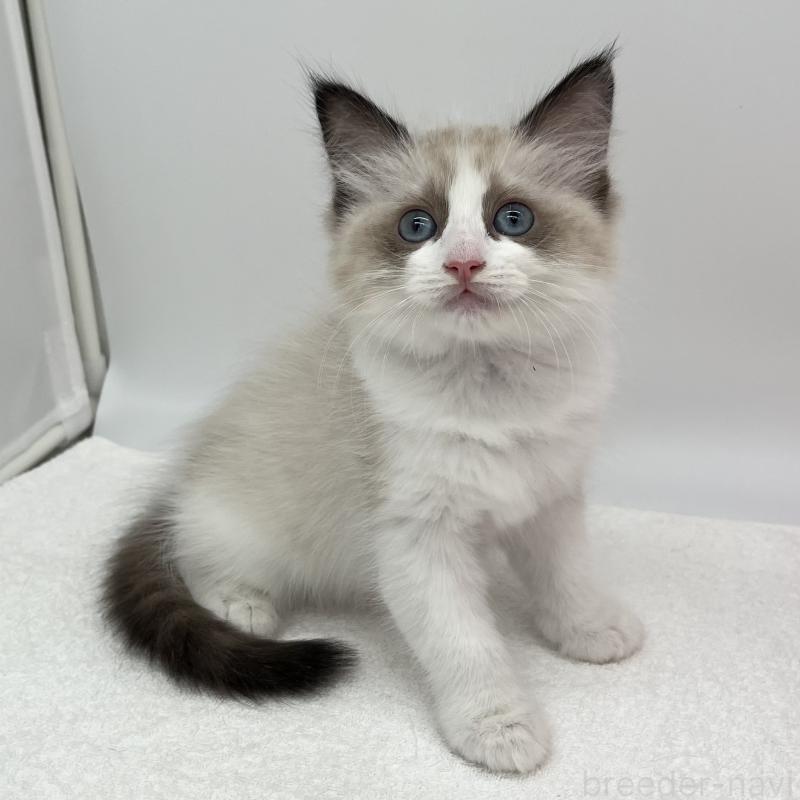 販売中の愛知県のラグドール-140373の4枚目