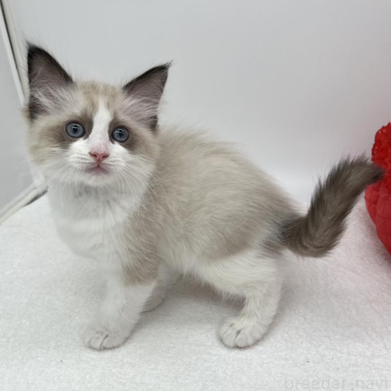 販売中の愛知県のラグドール-140373の3枚目