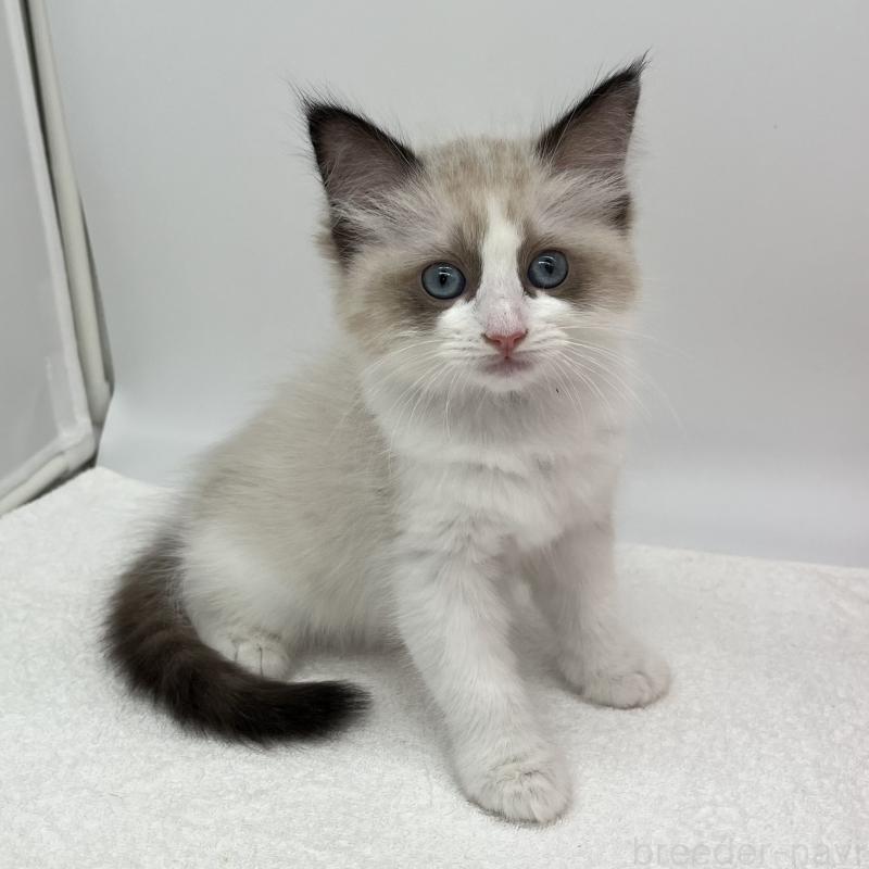 販売中の愛知県のラグドール-140373の2枚目