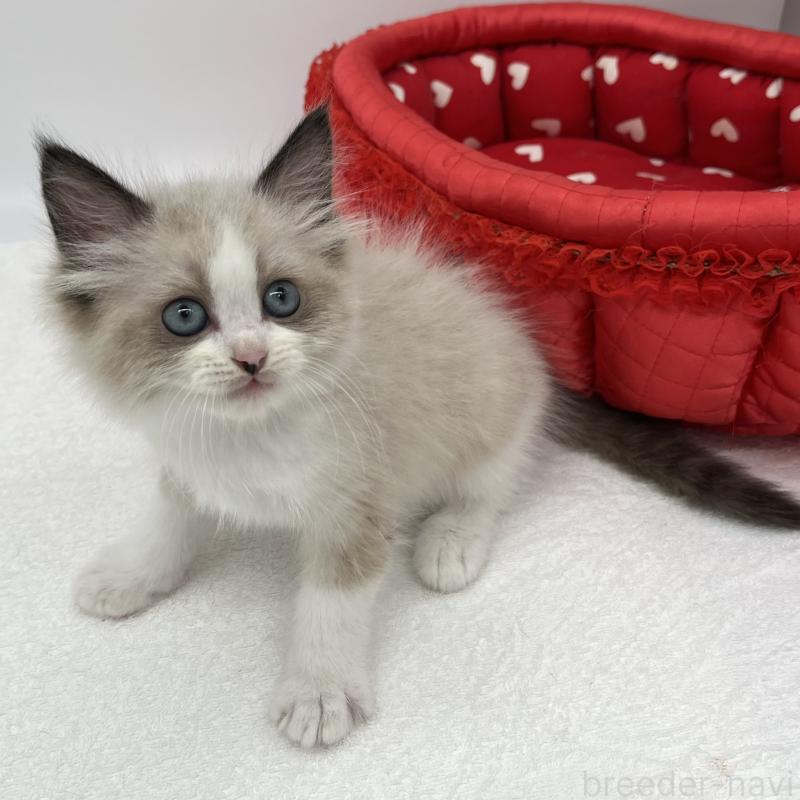 販売中の愛知県のラグドール-140374の5枚目