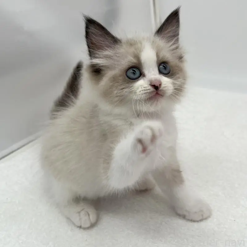 販売中の愛知県のラグドール-140374