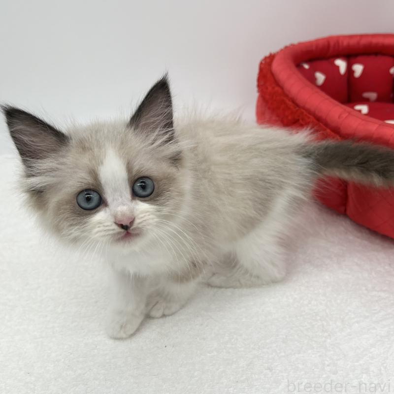 販売中の愛知県のラグドール-140374の4枚目