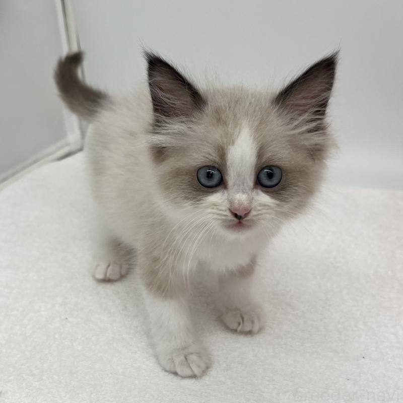 販売中の愛知県のラグドール-140374の3枚目