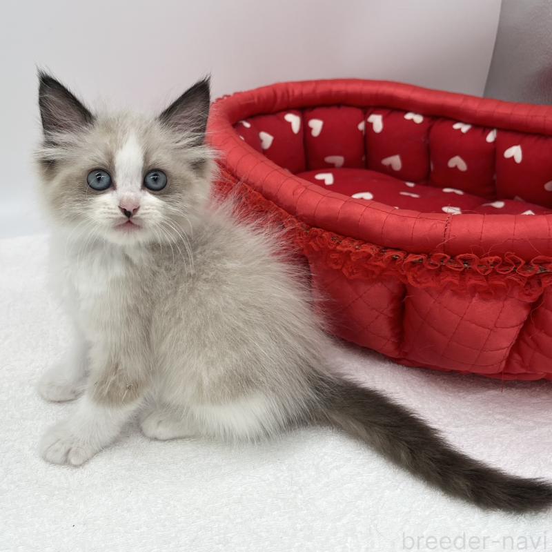 販売中の愛知県のラグドール-140374の2枚目