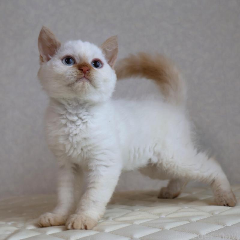 販売中の静岡県のセルカークレックス-134839