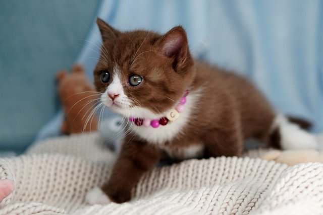 ブリティッシュショートヘアの性格って 色や飼い方まとめ ネコマガ