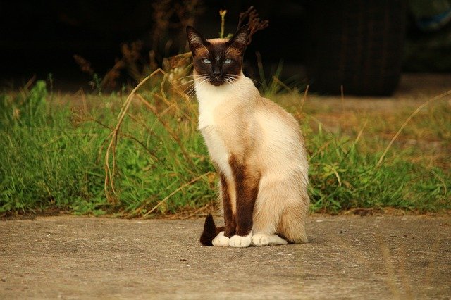 シャム猫 サイアミーズ の性格や特徴って 色や体重 飼い方まとめ ネコマガ