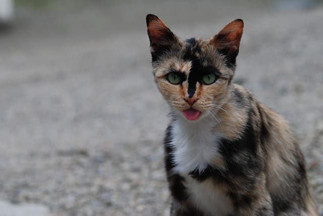 日本猫 和猫 の種類は 性格や特徴について解説 ネコマガ