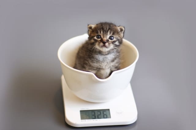 猫の体重