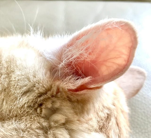 猫の耳掃除