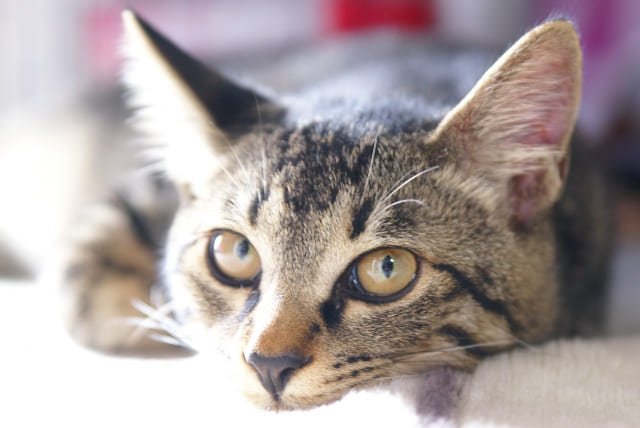 猫の耳掃除の方法は 頻度や嫌がるときの対策も ネコマガ